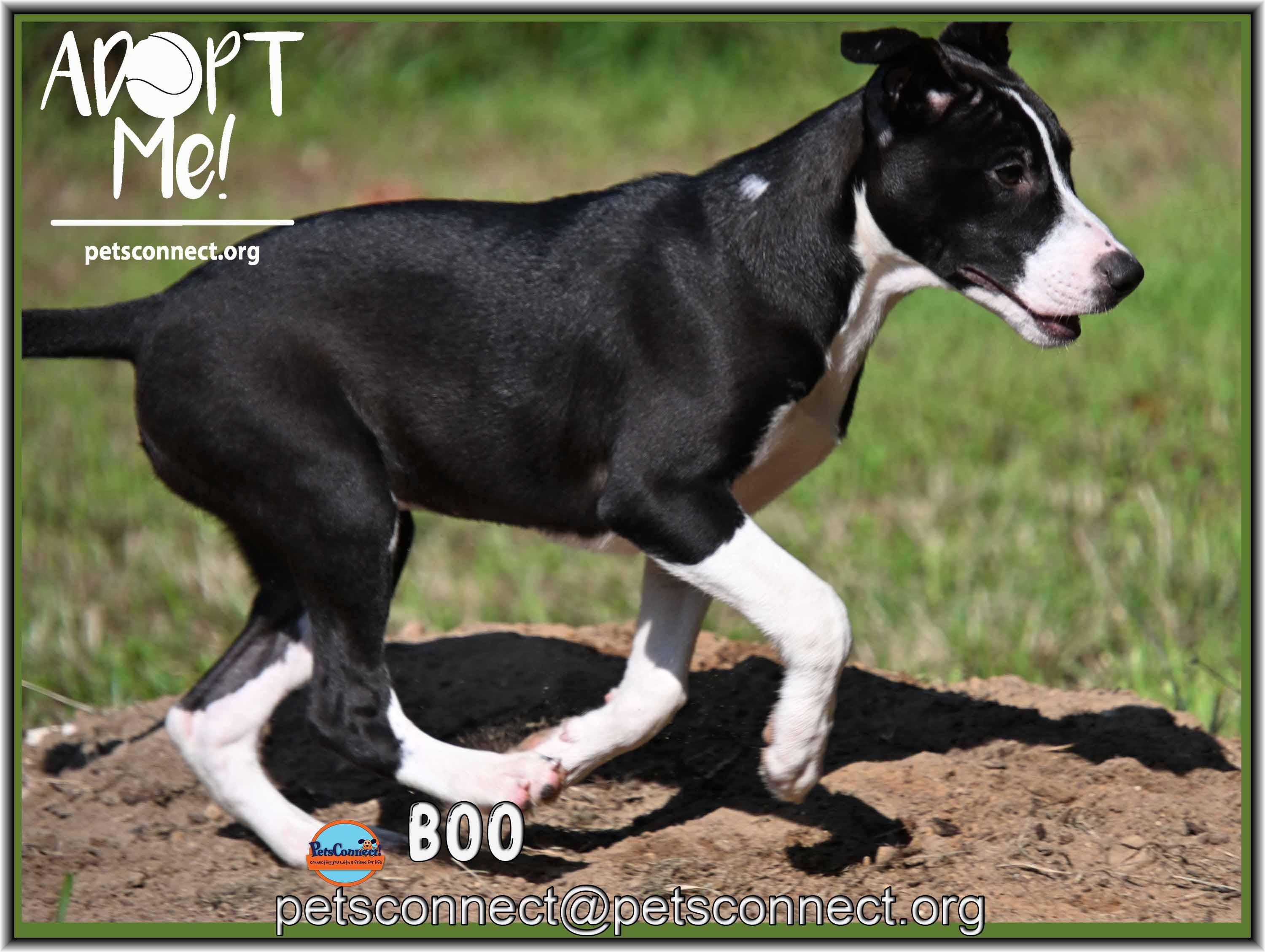 Enlarge Boo, a ADOPTABLE mixed breed in South Bend, IN image 4/5
