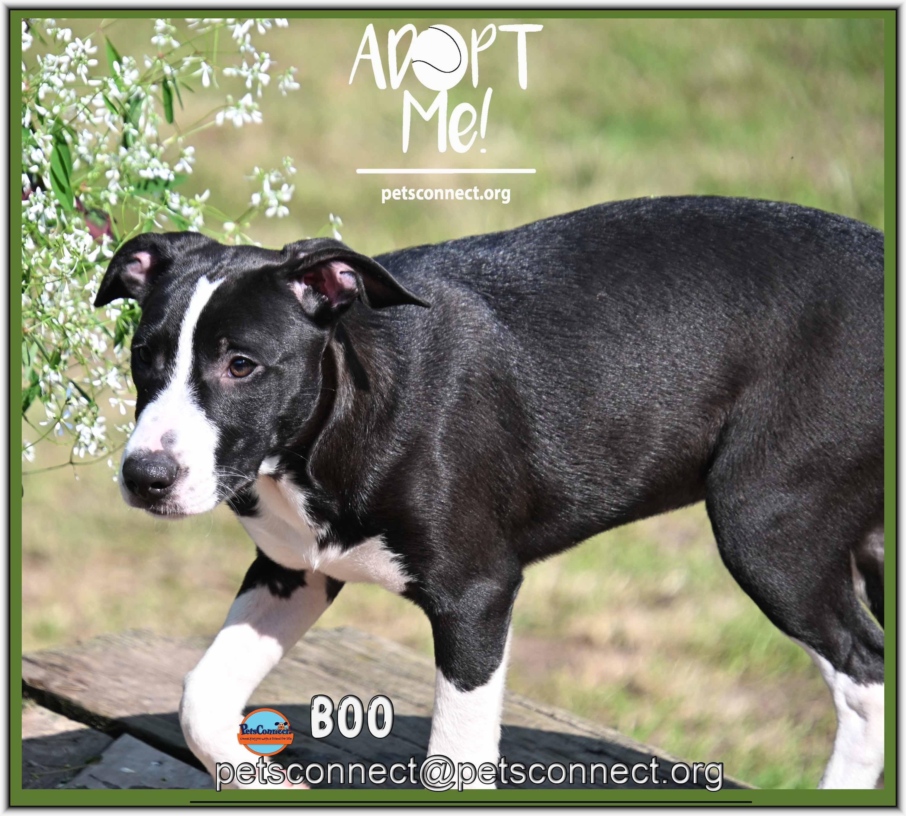 Enlarge Boo, a ADOPTABLE mixed breed in South Bend, IN image 2/5