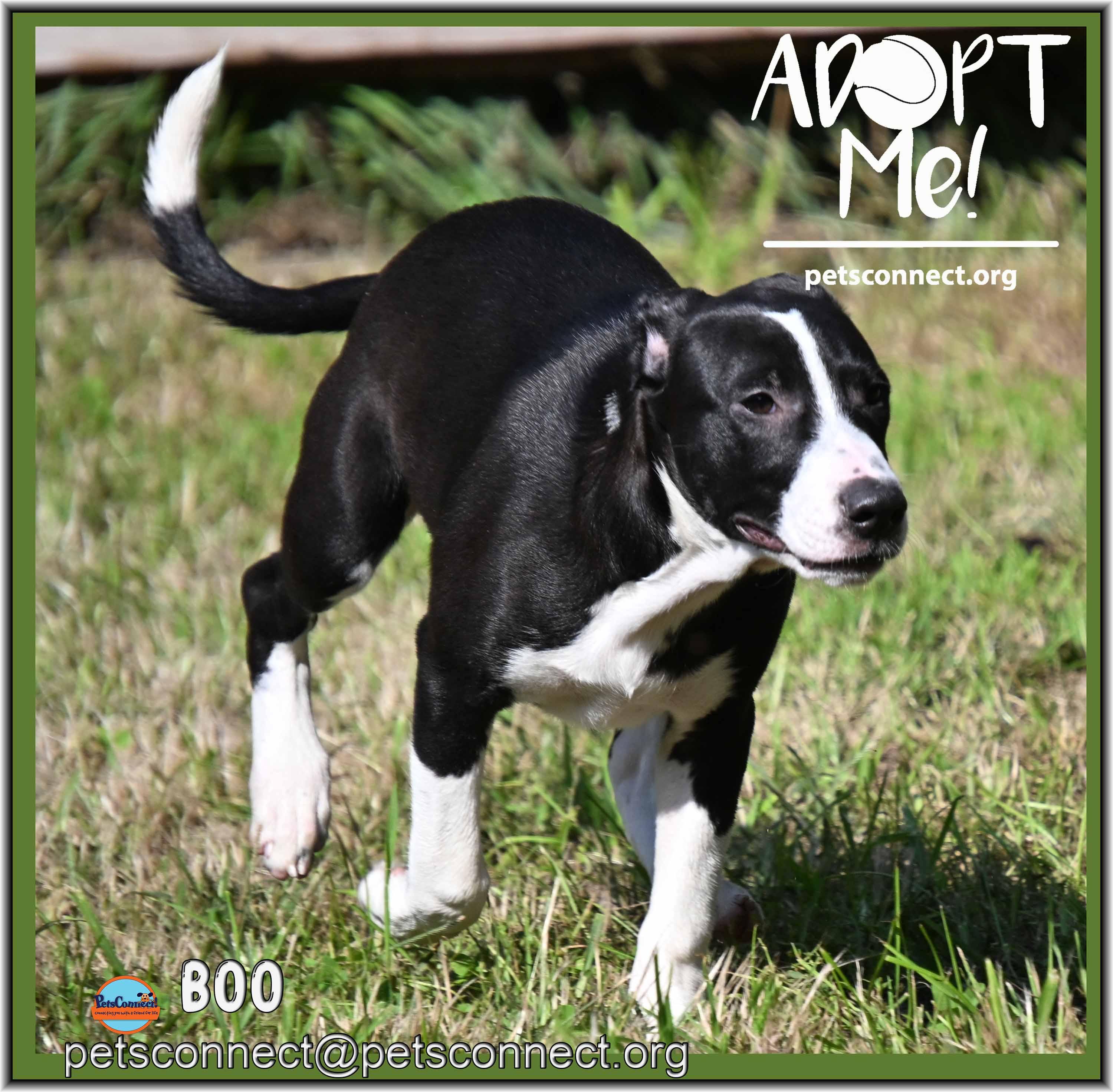 Enlarge Boo, a ADOPTABLE mixed breed in South Bend, IN image 3/5