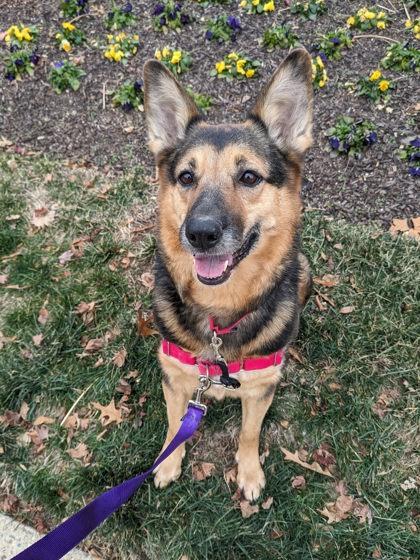 Arya, Adoptable, Adult Female Mixed Breed.