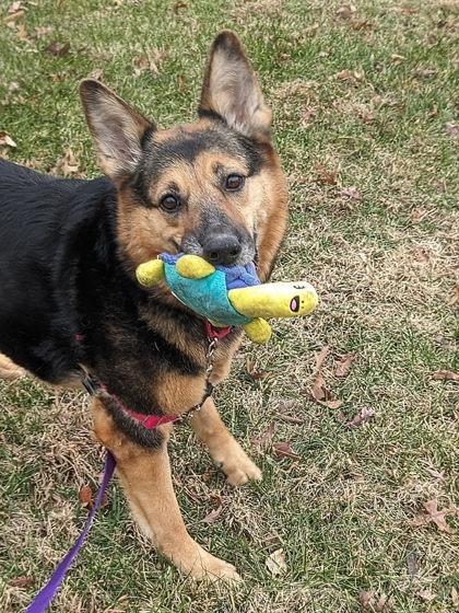Enlarge Arya, a Adoptable Mixed Breed in Fairfax, VA image 2/3