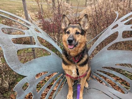 Enlarge Arya, a Adoptable Mixed Breed in Fairfax, VA image 3/3