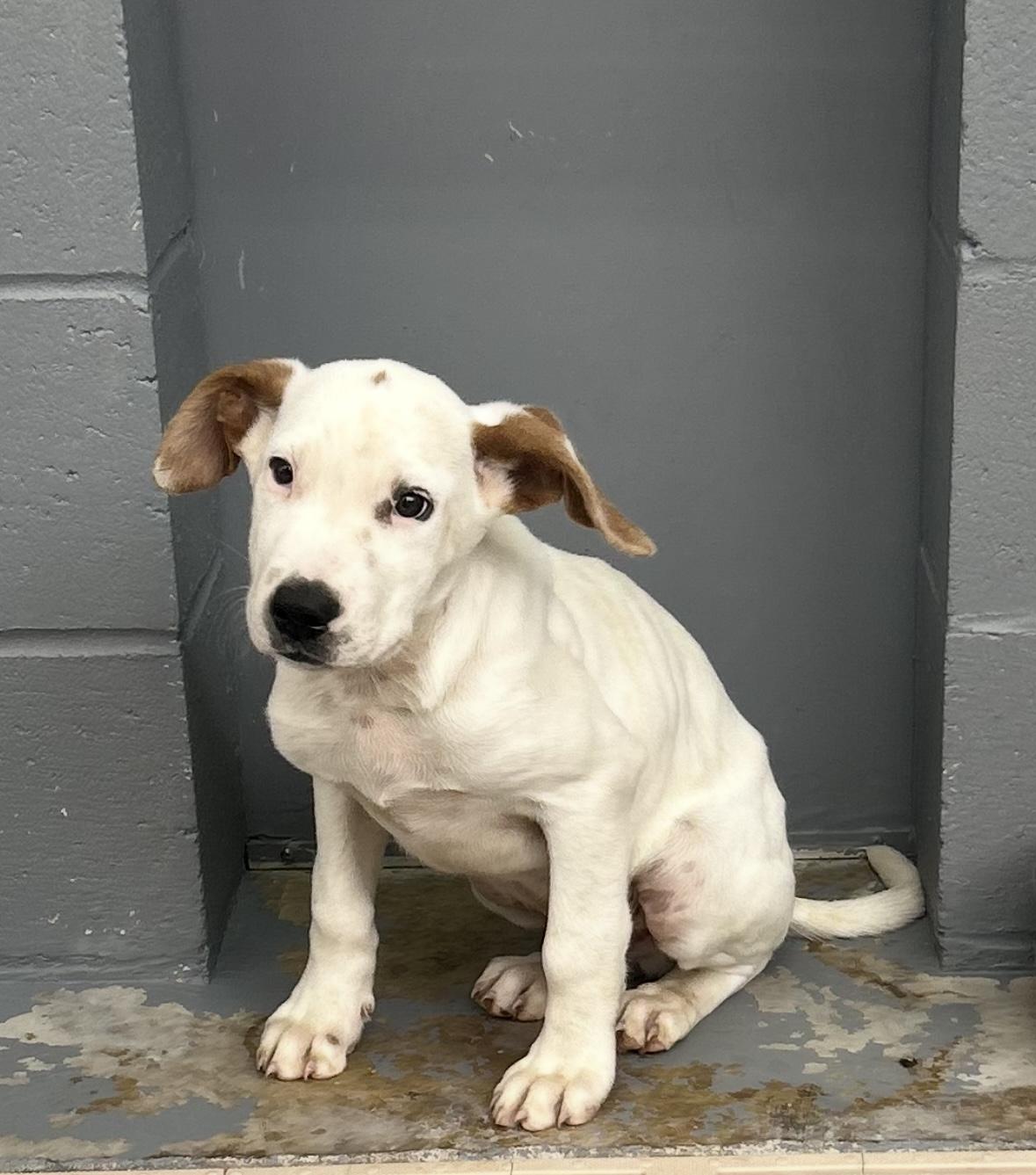 Bailey, Adoptable, Puppy Male Pit Bull Terrier.