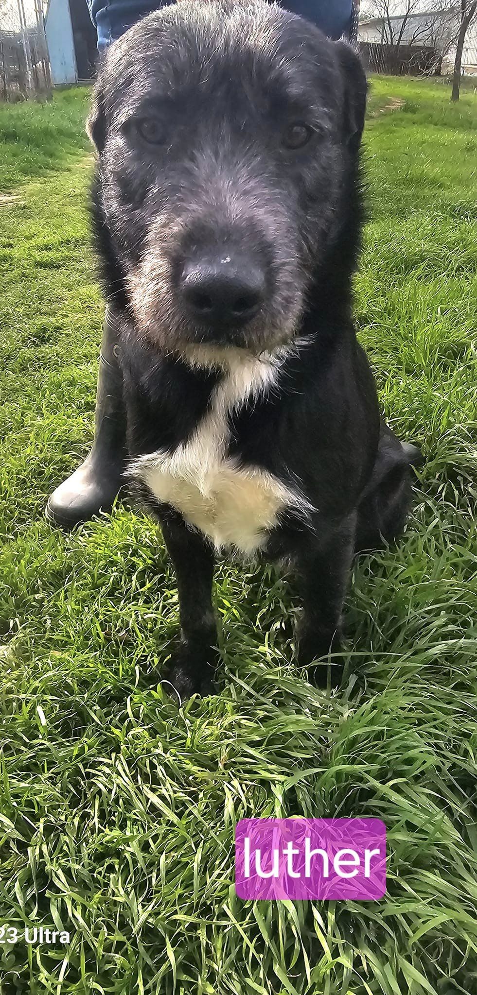 Luther, an adoptable Wirehaired Terrier Mix in whitestown, IN_image-1