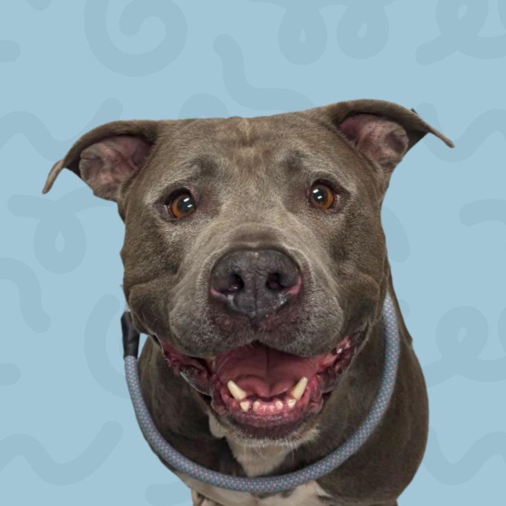 Enlarge Spike, a Adoptable mixed breed in Reno, NV image 1/2