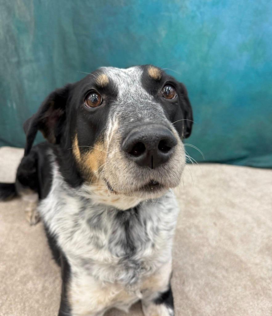 Stewart, Adoptable, Senior Male Mixed Breed.