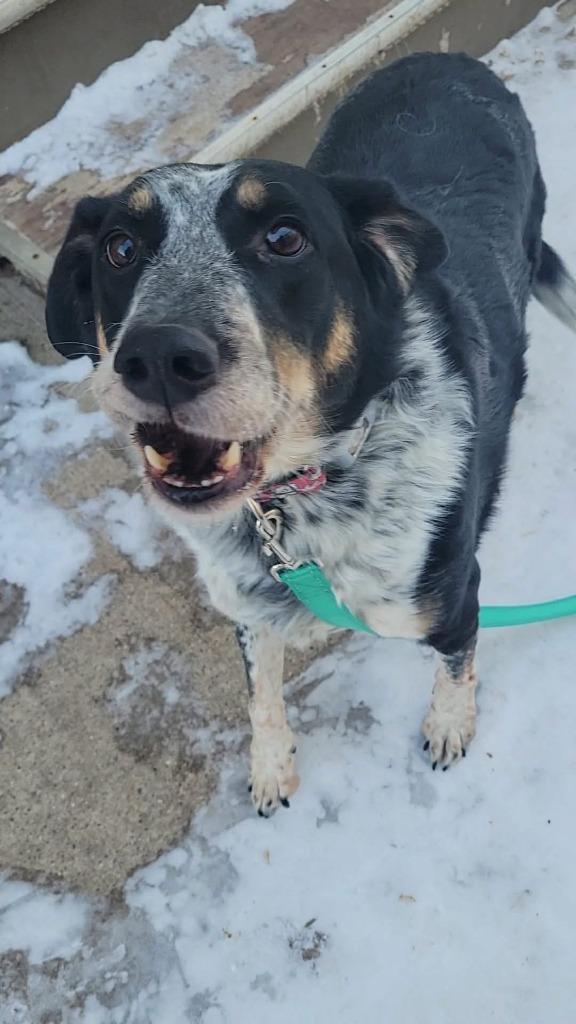 Enlarge Stewart, a Adoptable mixed breed in Fond Du Lac, WI image 2/5