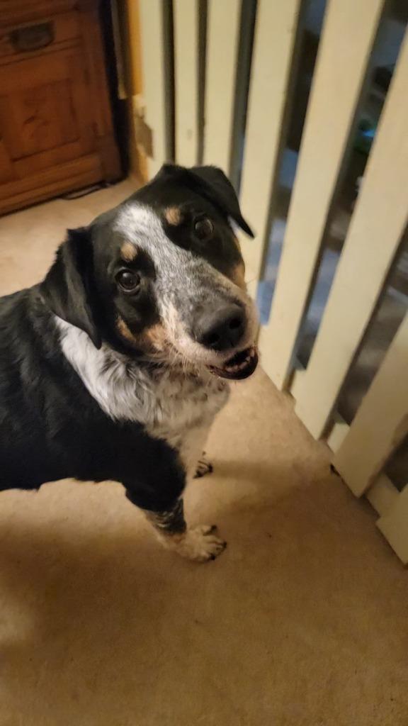 Enlarge Stewart, a Adoptable mixed breed in Fond Du Lac, WI image 3/5