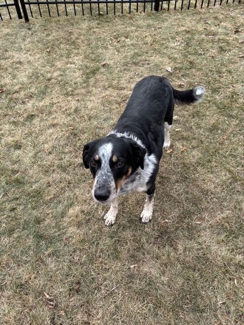 Enlarge Stewart, a Adoptable mixed breed in Fond Du Lac, WI image 4/5