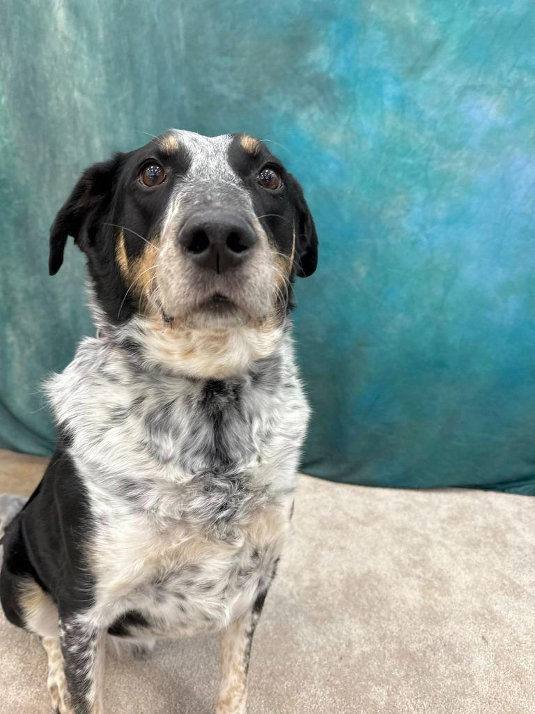 Enlarge Stewart, a Adoptable mixed breed in Fond Du Lac, WI image 5/5