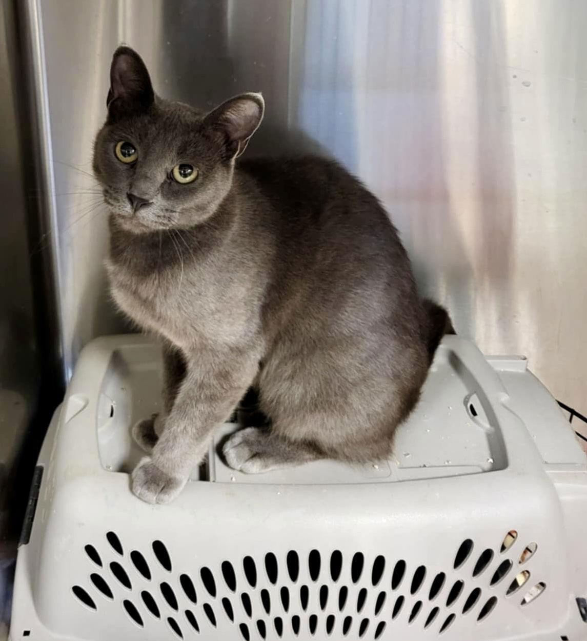 Enlarge Desi (Bonded w/Rebel), a Adoptable Domestic Short Hair in Detroit Lakes, MN image 1/3