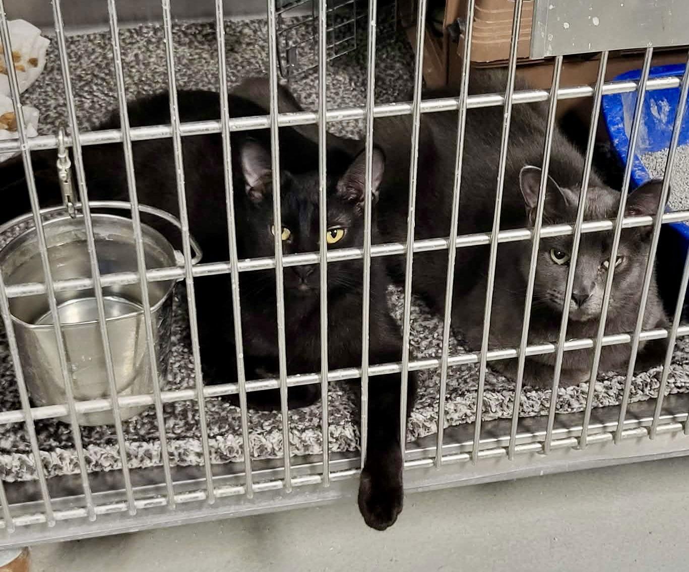 Enlarge Desi (Bonded w/Rebel), a Adoptable Domestic Short Hair in Detroit Lakes, MN image 3/3