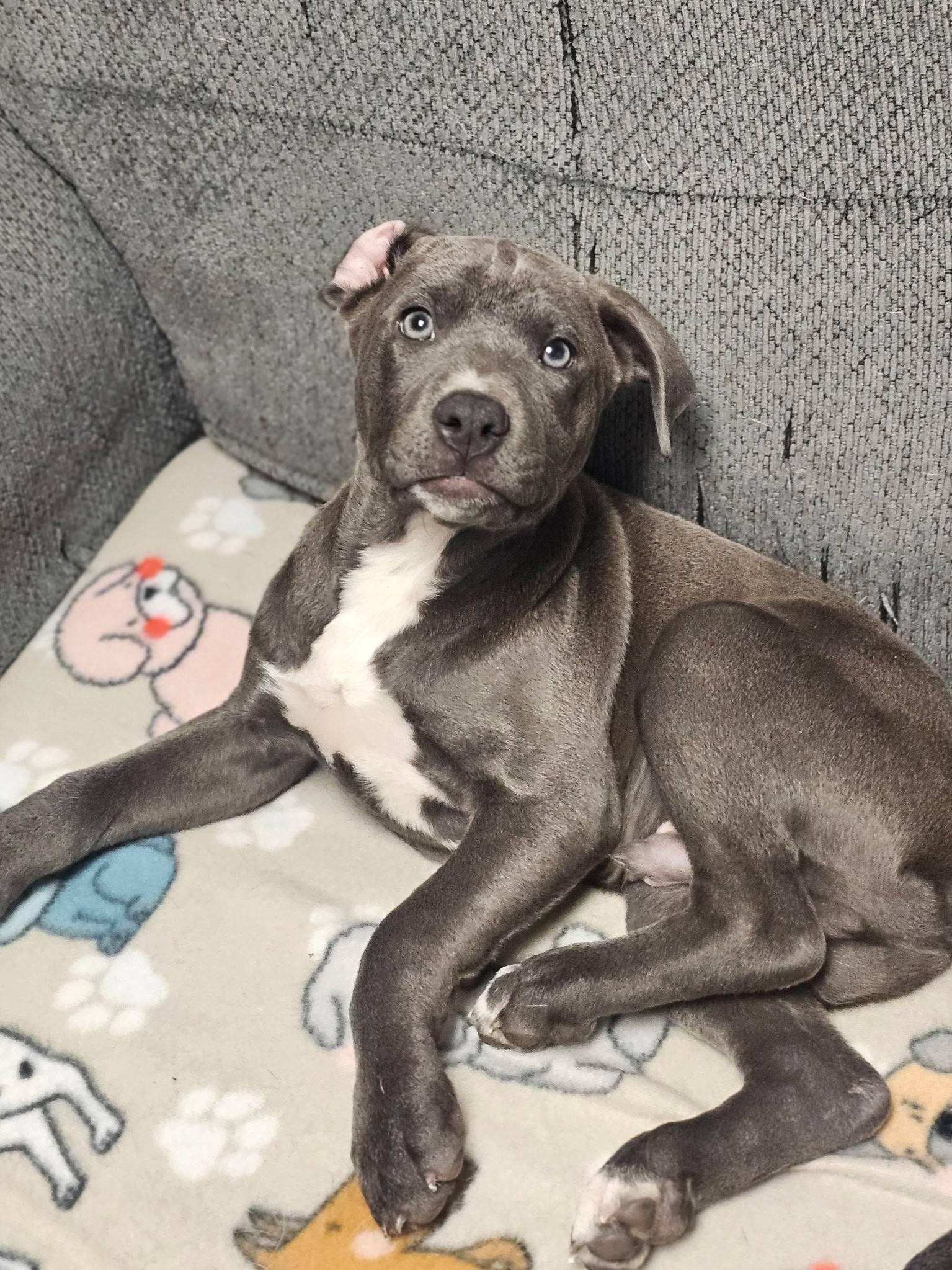 Rafferty, an adopted mixed breed in Broken Arrow, OK image 4/5