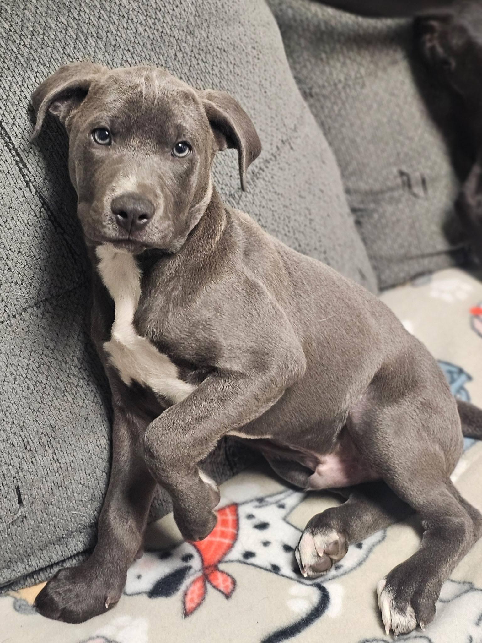 Rafferty, an adopted mixed breed in Broken Arrow, OK image 2/5