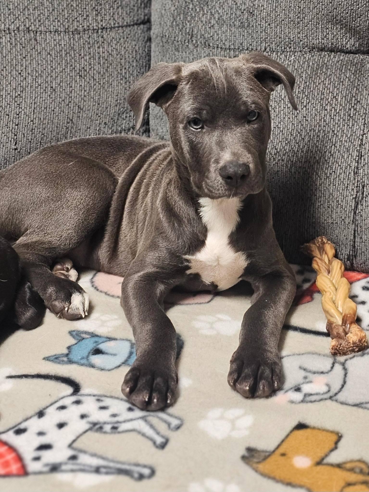 Rafferty, adopted, Puppy Male Pit Bull Terrier.