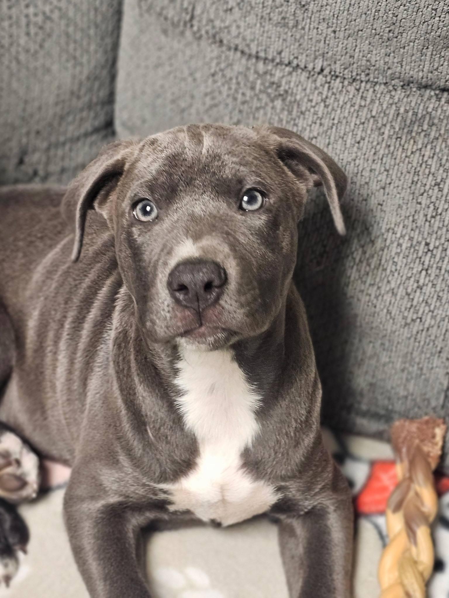 Rafferty, an adopted mixed breed in Broken Arrow, OK image 3/5
