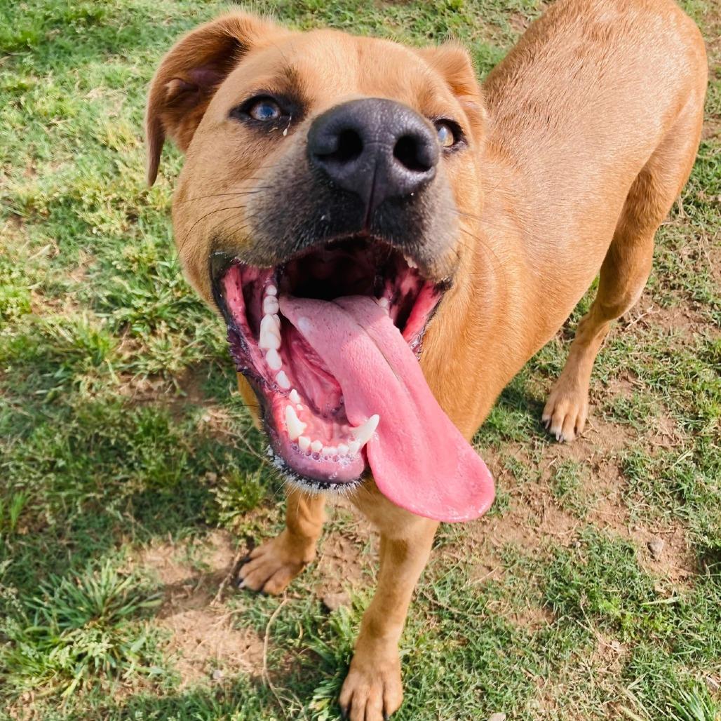 Mark, Adoptable, Young Male Pit Bull Terrier & Mixed Breed.
