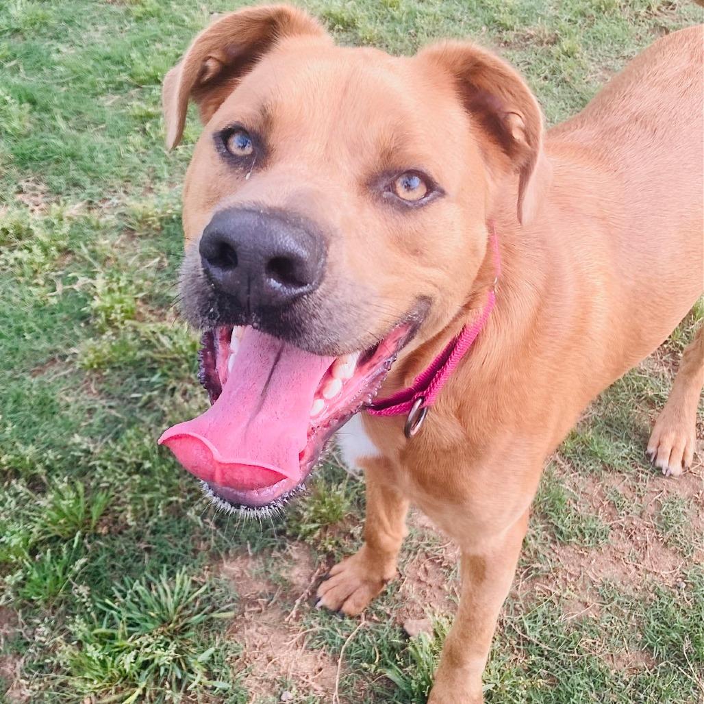 Mark, a Adoptable mixed breed in Cabot, AR image 2/5