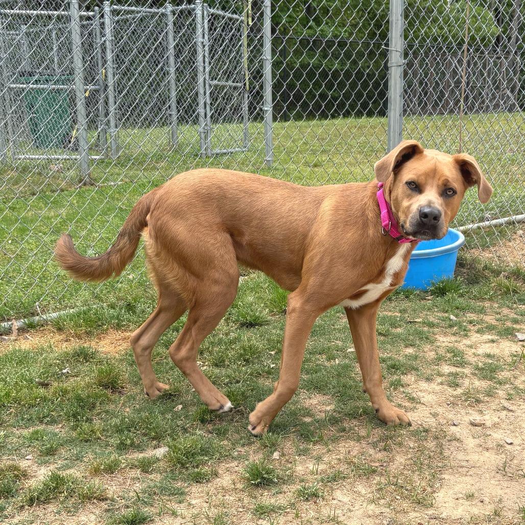 Mark, Adoptable, Young Male Pit Bull Terrier.