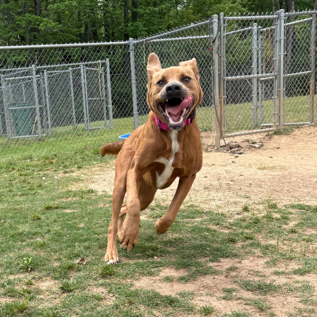 Enlarge Mark, a Adoptable mixed breed in Cabot, AR image 2/2