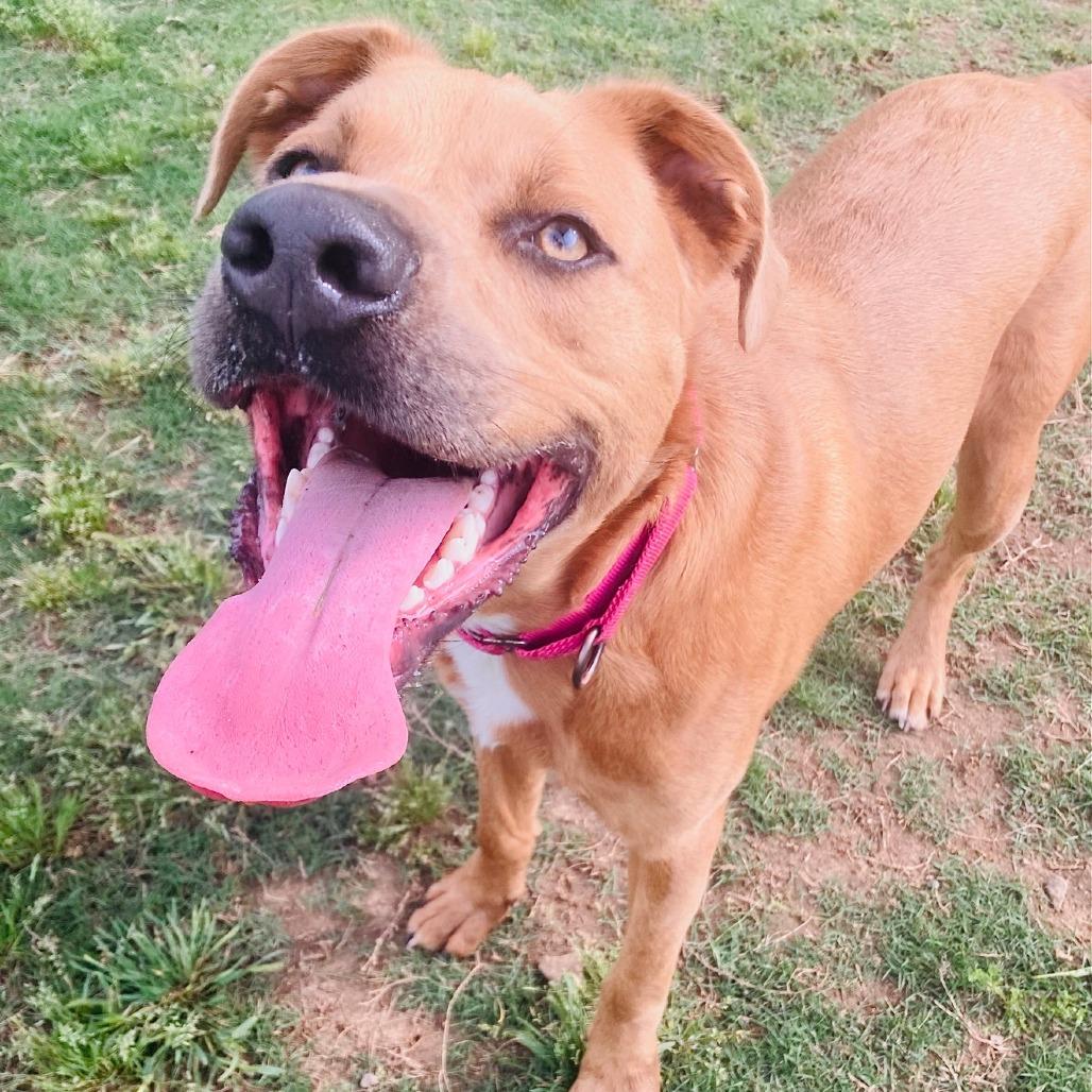 Mark, a Adoptable mixed breed in Cabot, AR image 5/5