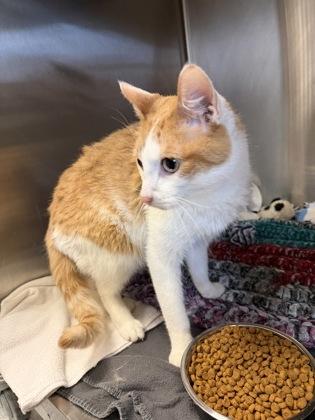 Enlarge Lorenzo, a Adoptable mixed breed in Independence, MO image 1/2