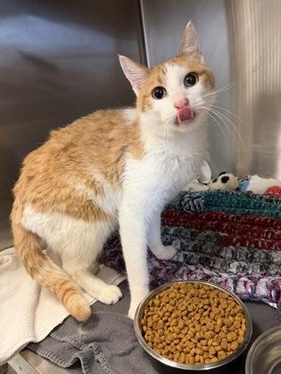 Lorenzo — thumbnail 2