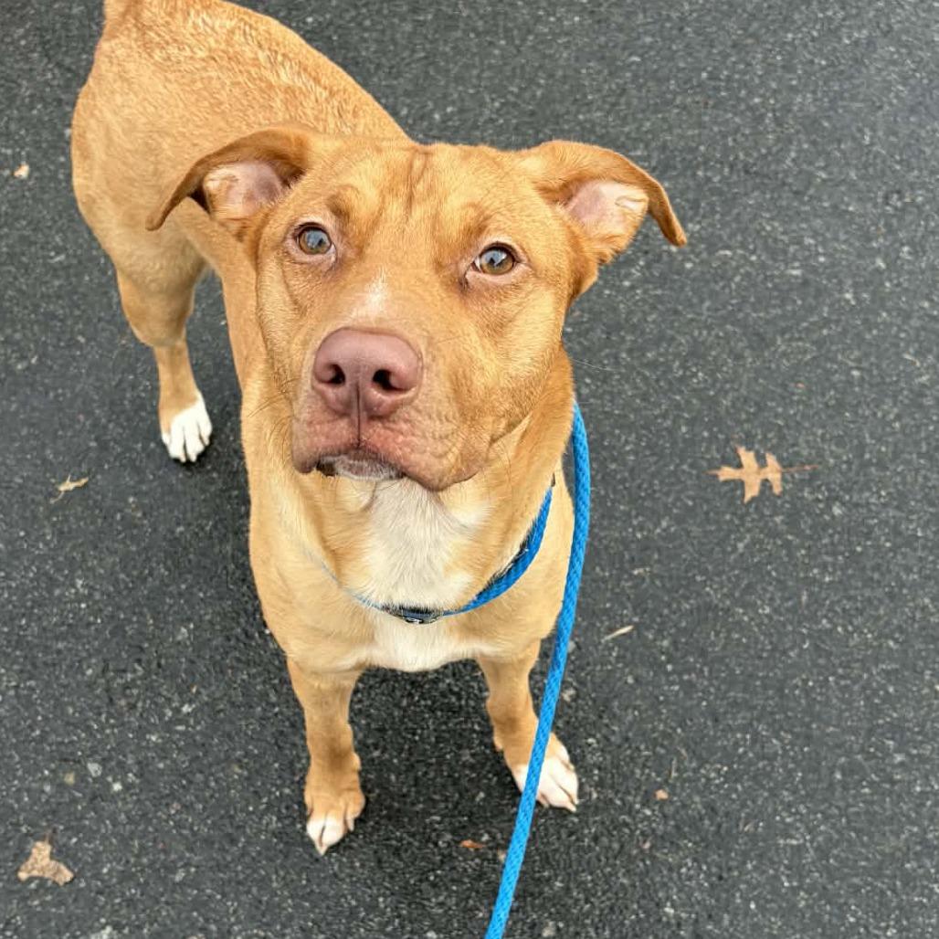 Sam, Adoptable, Young Male Pit Bull Terrier.