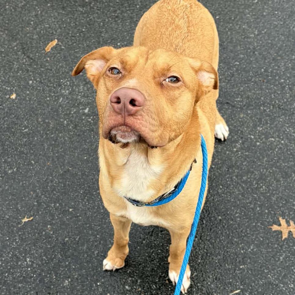 Enlarge Sam, a Adoptable Pit Bull Terrier in Concord, NC image 2/5