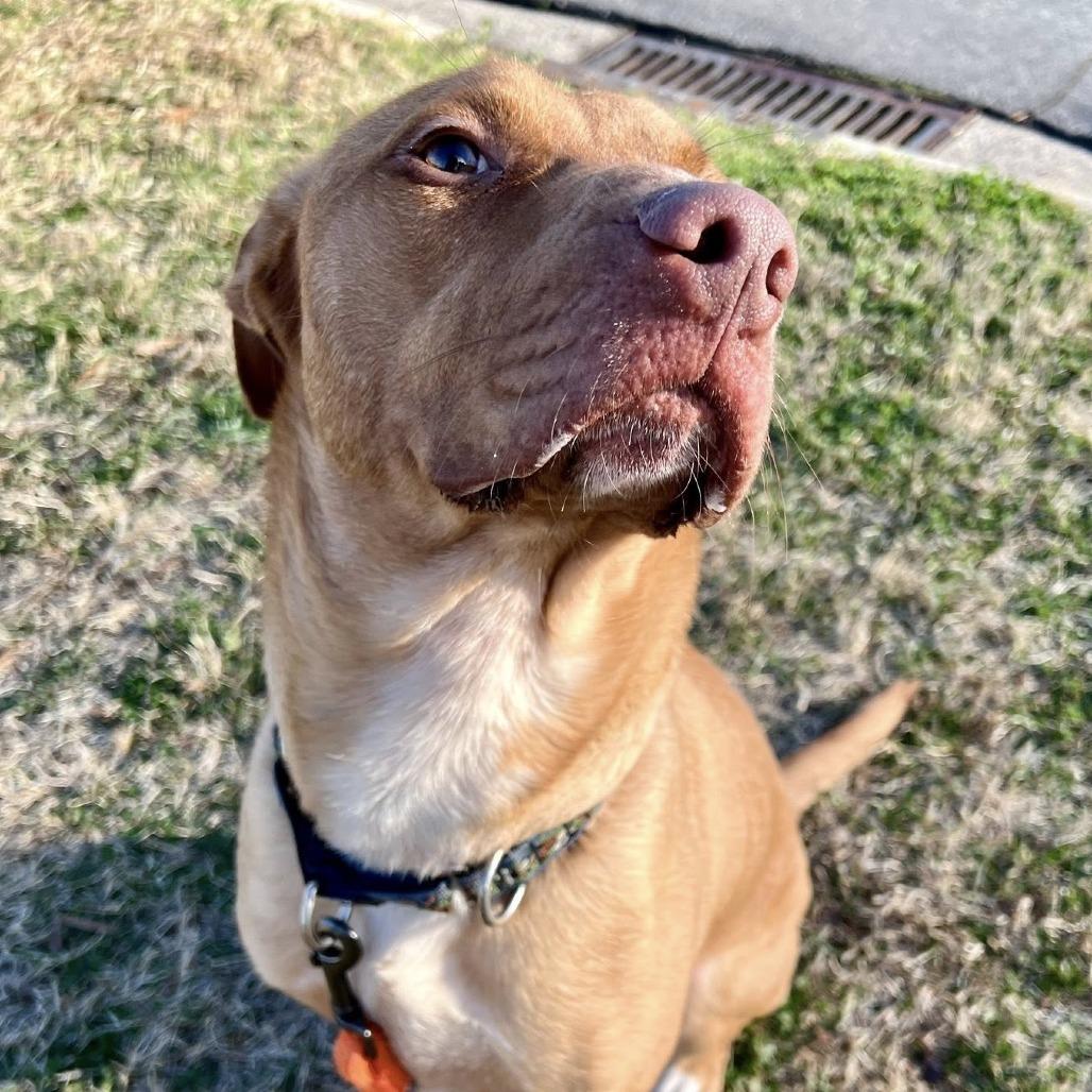 Enlarge Sam, a Adoptable Pit Bull Terrier in Concord, NC image 5/5
