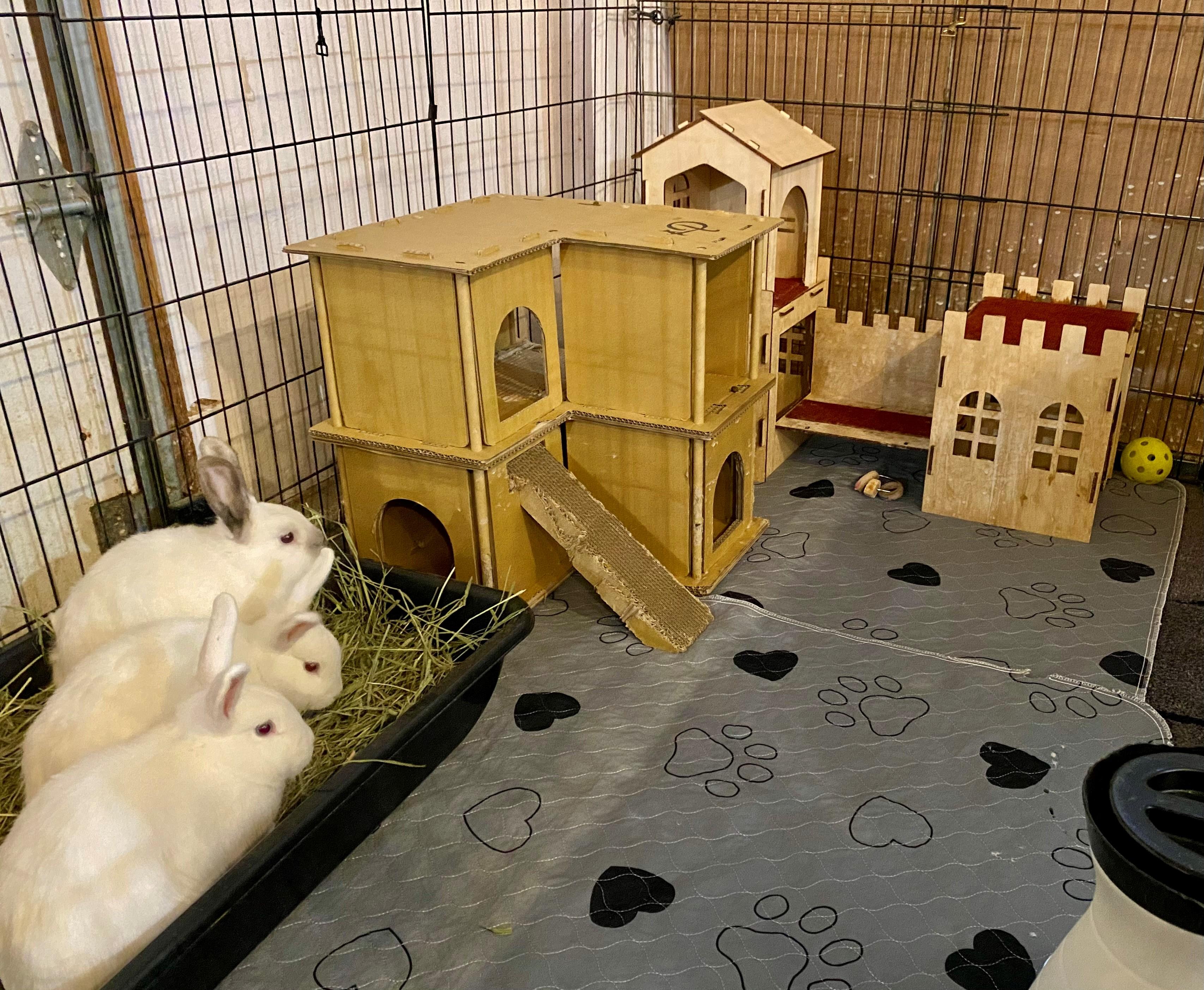 Enlarge Mist (Bonded with Rain & Pebbles), a Adoptable American in Seattle, WA image 2/6