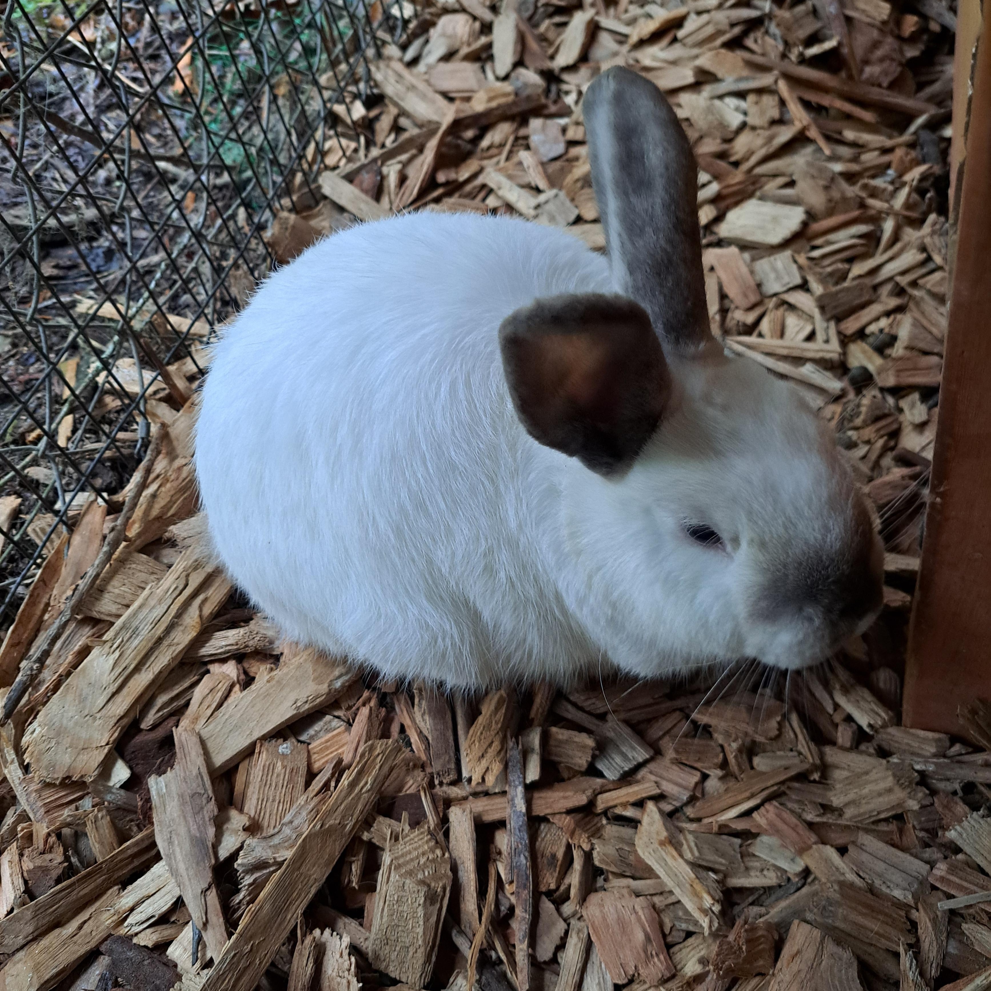 Enlarge Mist (Bonded with Rain & Pebbles), a Adoptable American in Seattle, WA image 4/6