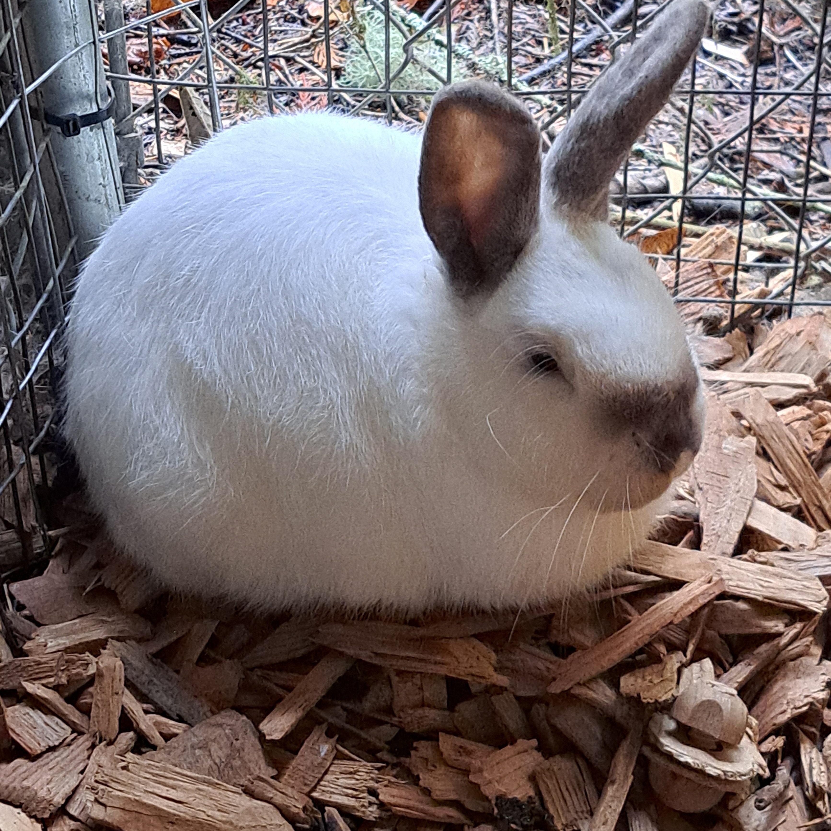 Enlarge Mist (Bonded with Rain & Pebbles), a Adoptable American in Seattle, WA image 3/6