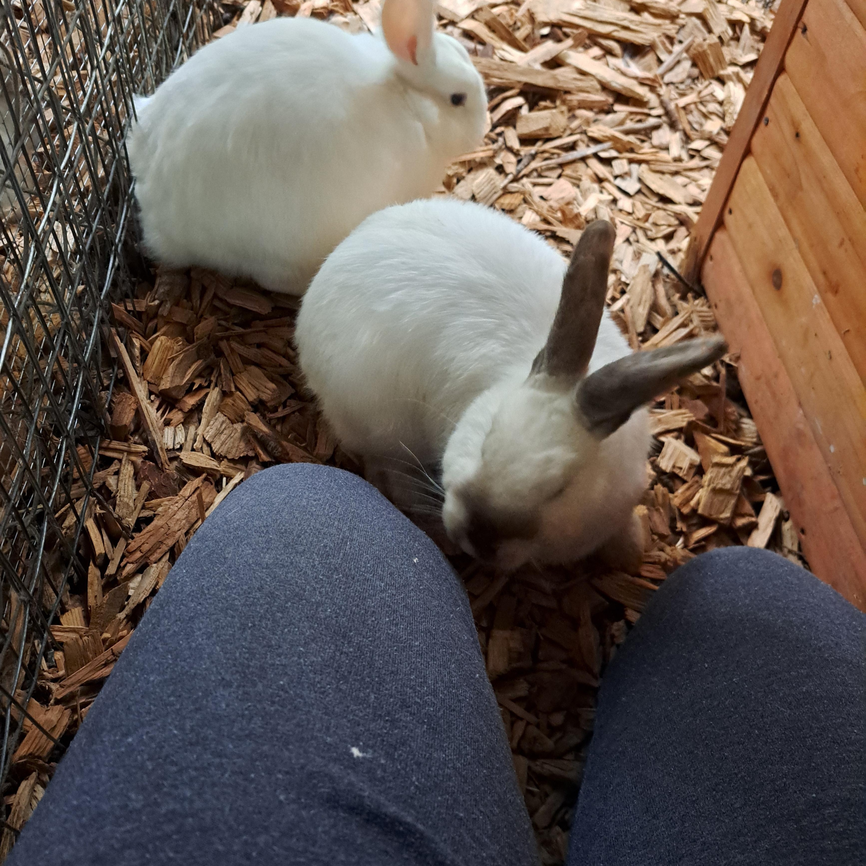 Enlarge Mist (Bonded with Rain & Pebbles), a Adoptable American in Seattle, WA image 6/6