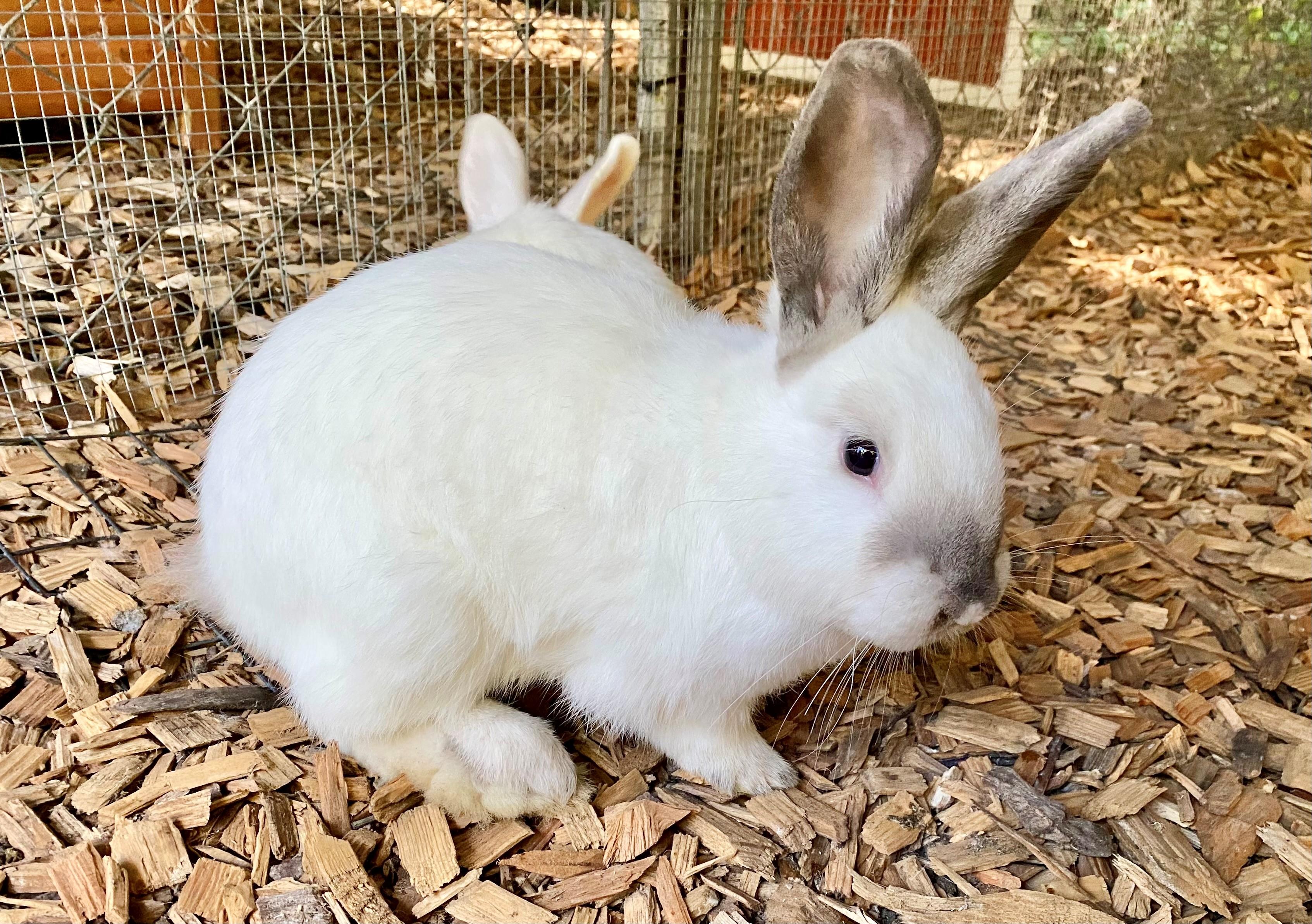 Enlarge Mist (Bonded with Rain & Pebbles), a Adoptable American in Seattle, WA image 5/6