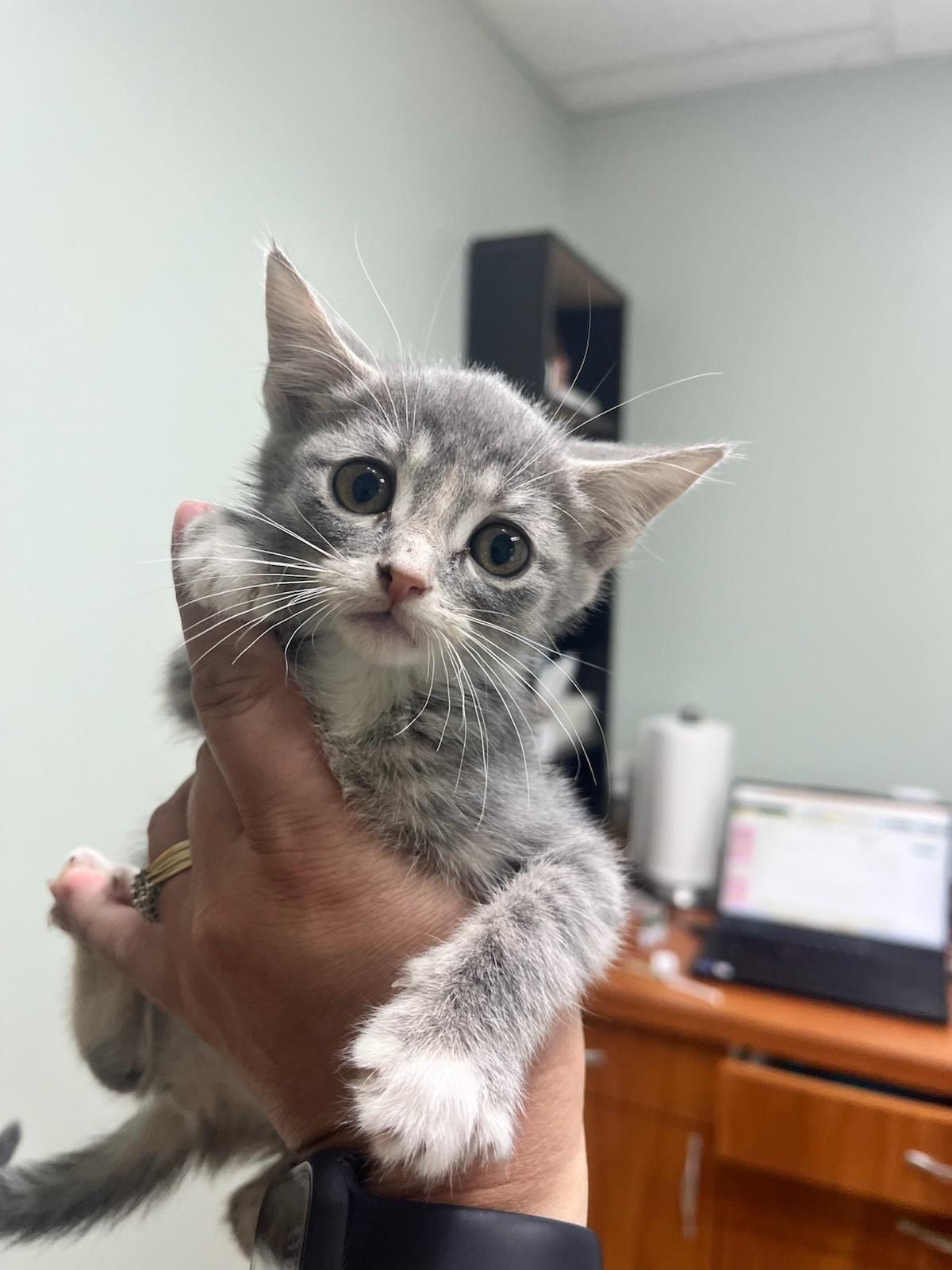 Berry, an adoptable Domestic Short Hair in wetaskiwin, AB, t9a 2j4 | Photo Image 1
