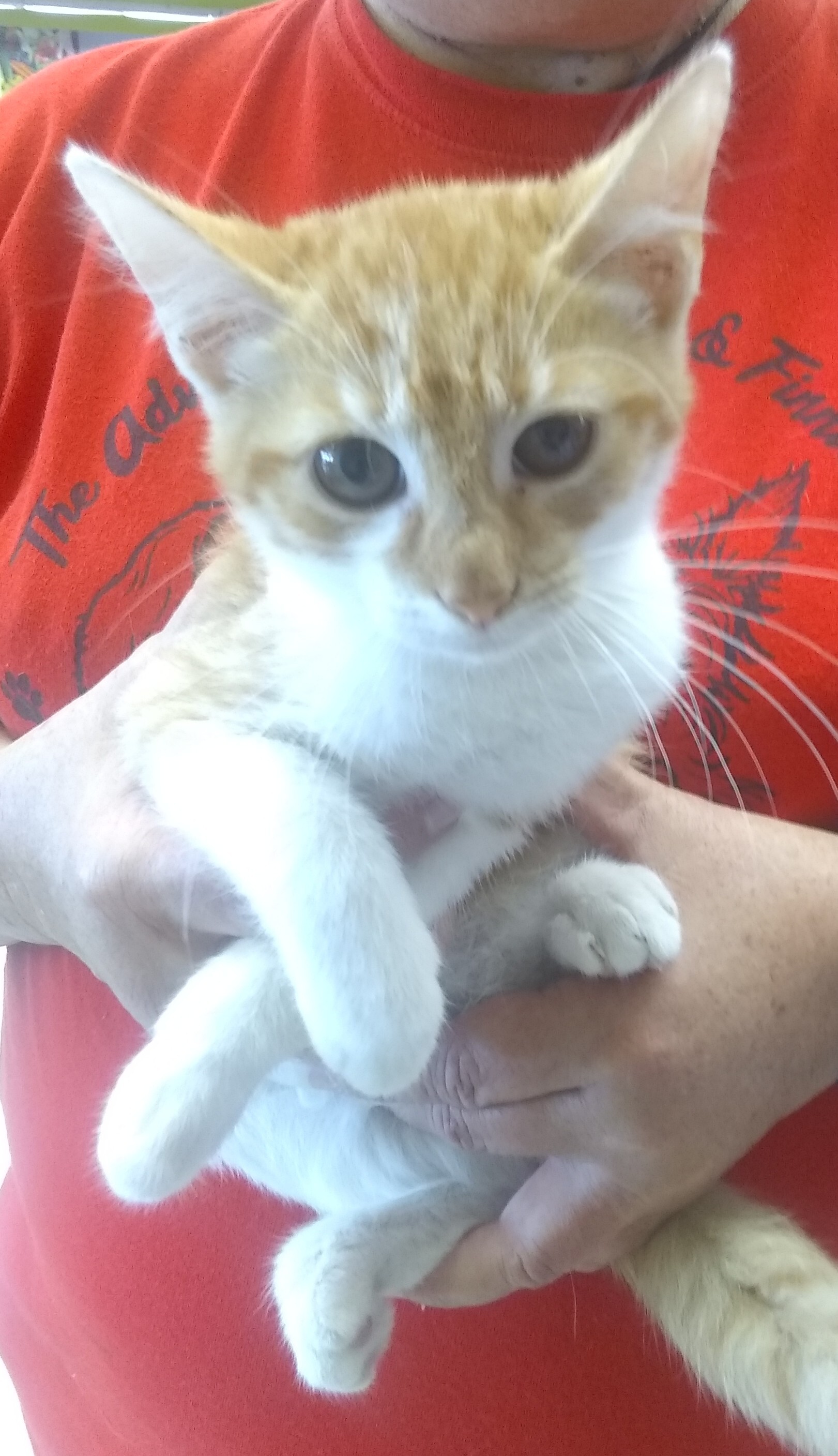 Mel, a Adoptable Tabby in Houston, TX image 1/2