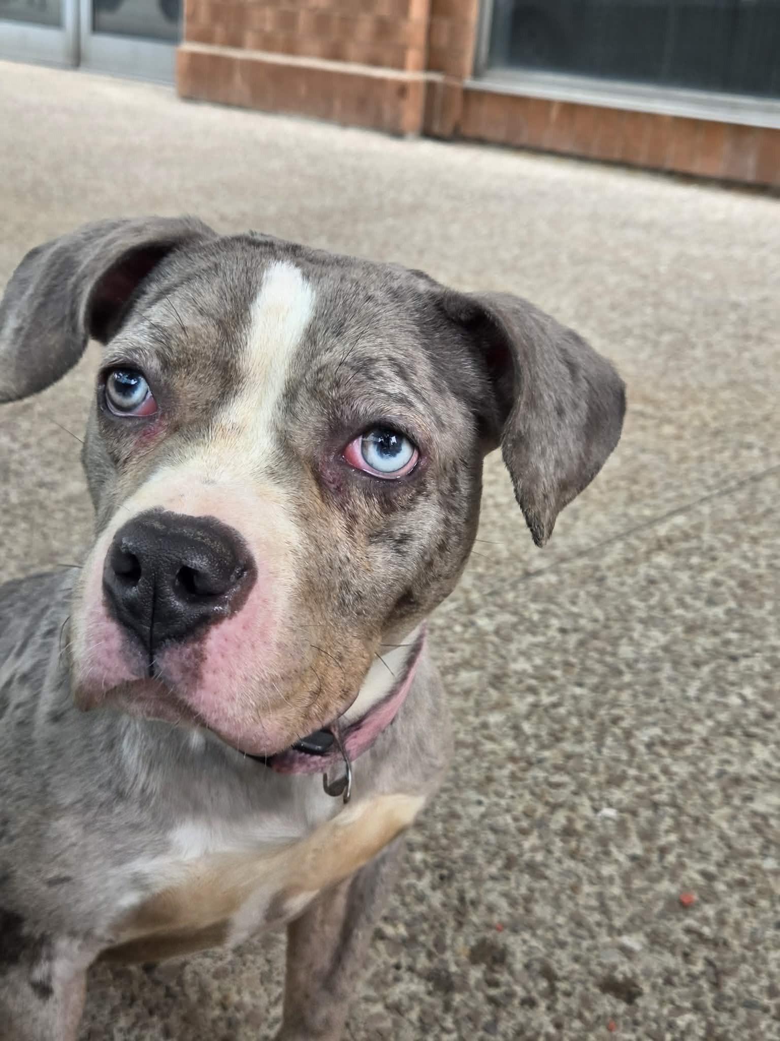 Squishmallow, an adopted mixed breed in Buffalo, NY image 2/6