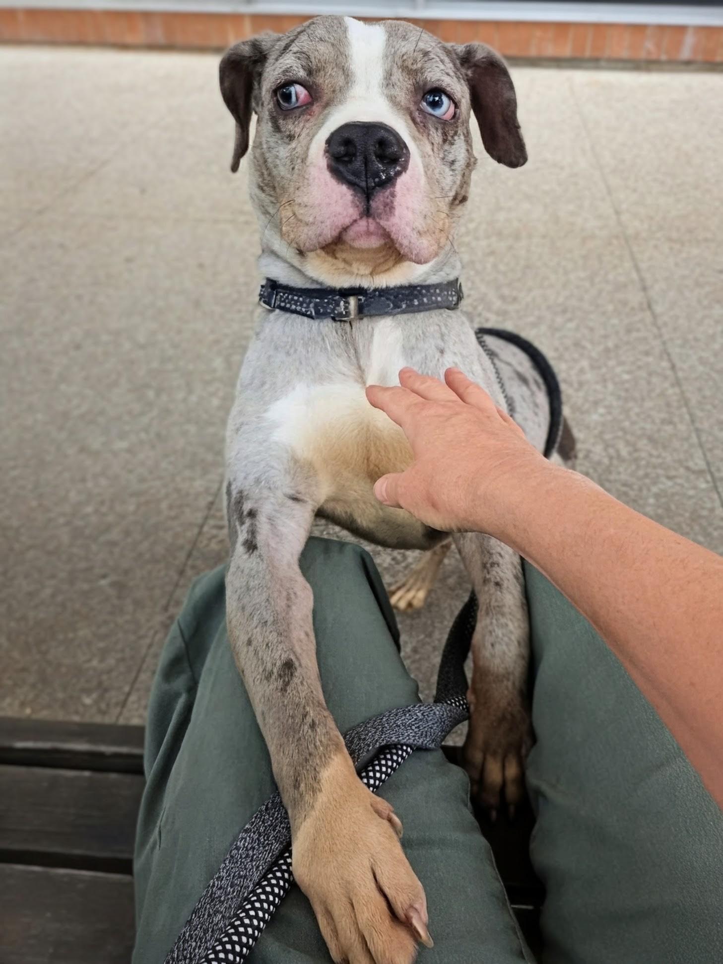Squishmallow, an adopted mixed breed in Buffalo, NY image 4/6