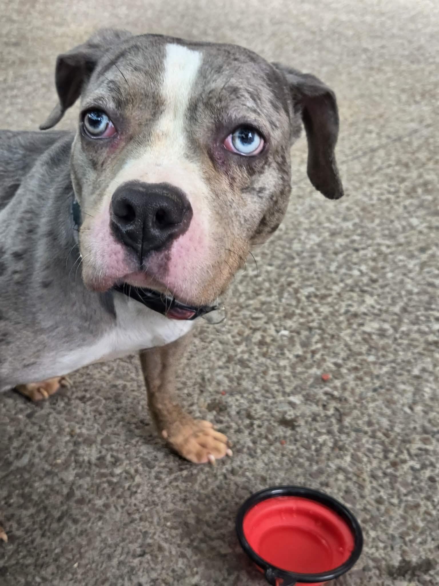 Squishmallow, an adopted mixed breed in Buffalo, NY image 5/6