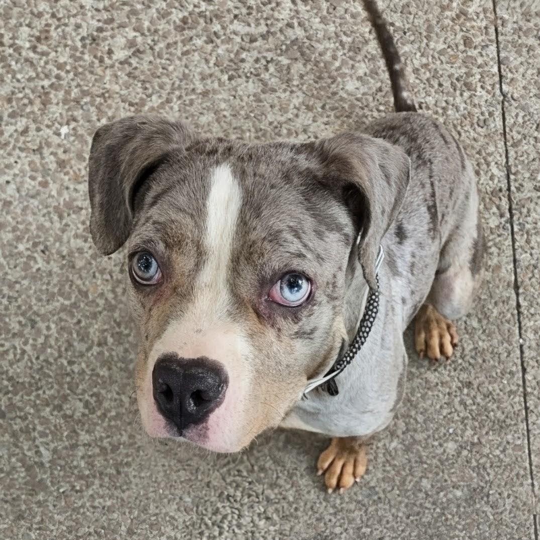 Squishmallow, adopted, Young Female Mixed Breed.