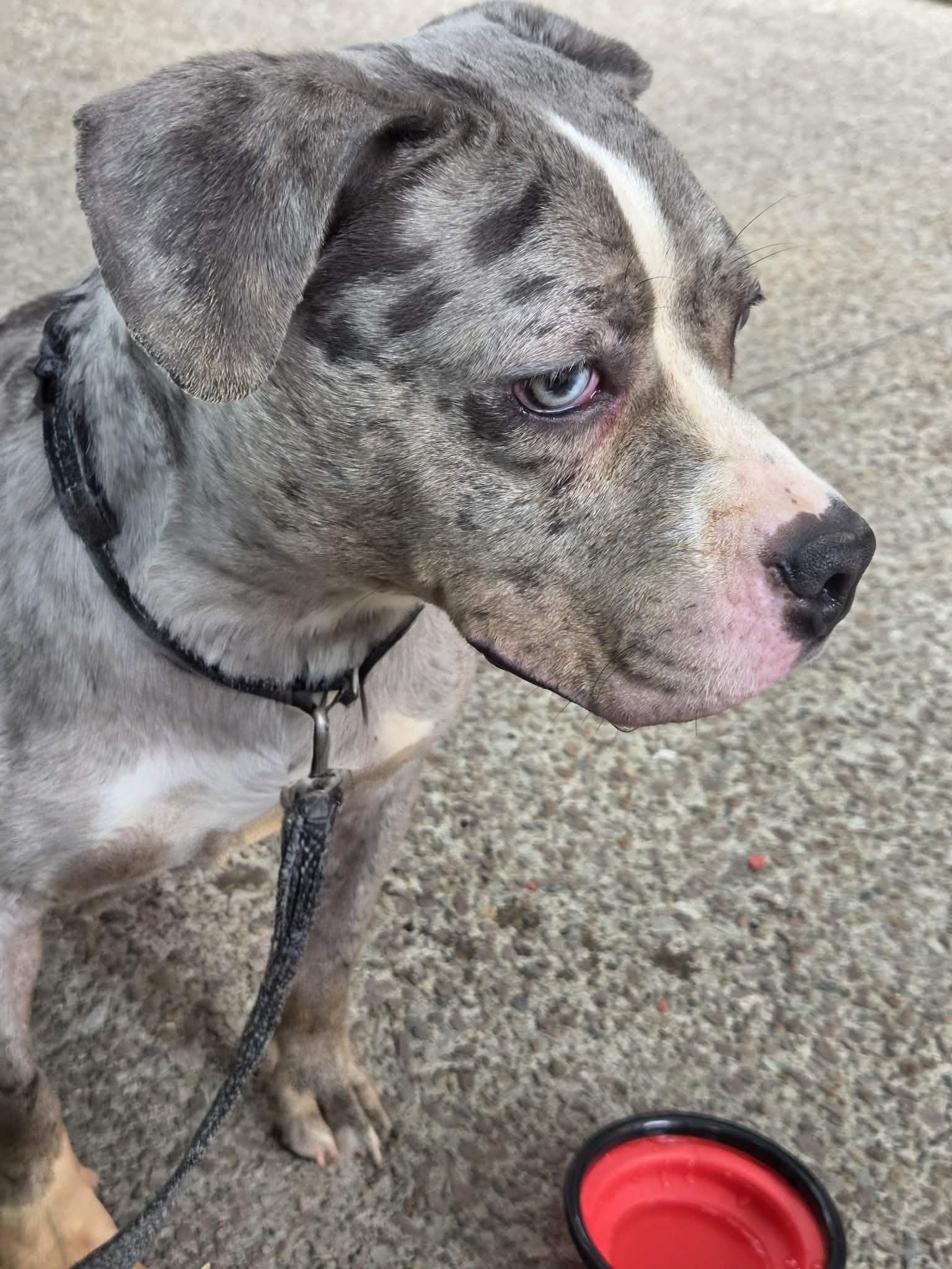 Squishmallow, an adopted mixed breed in Buffalo, NY image 6/6