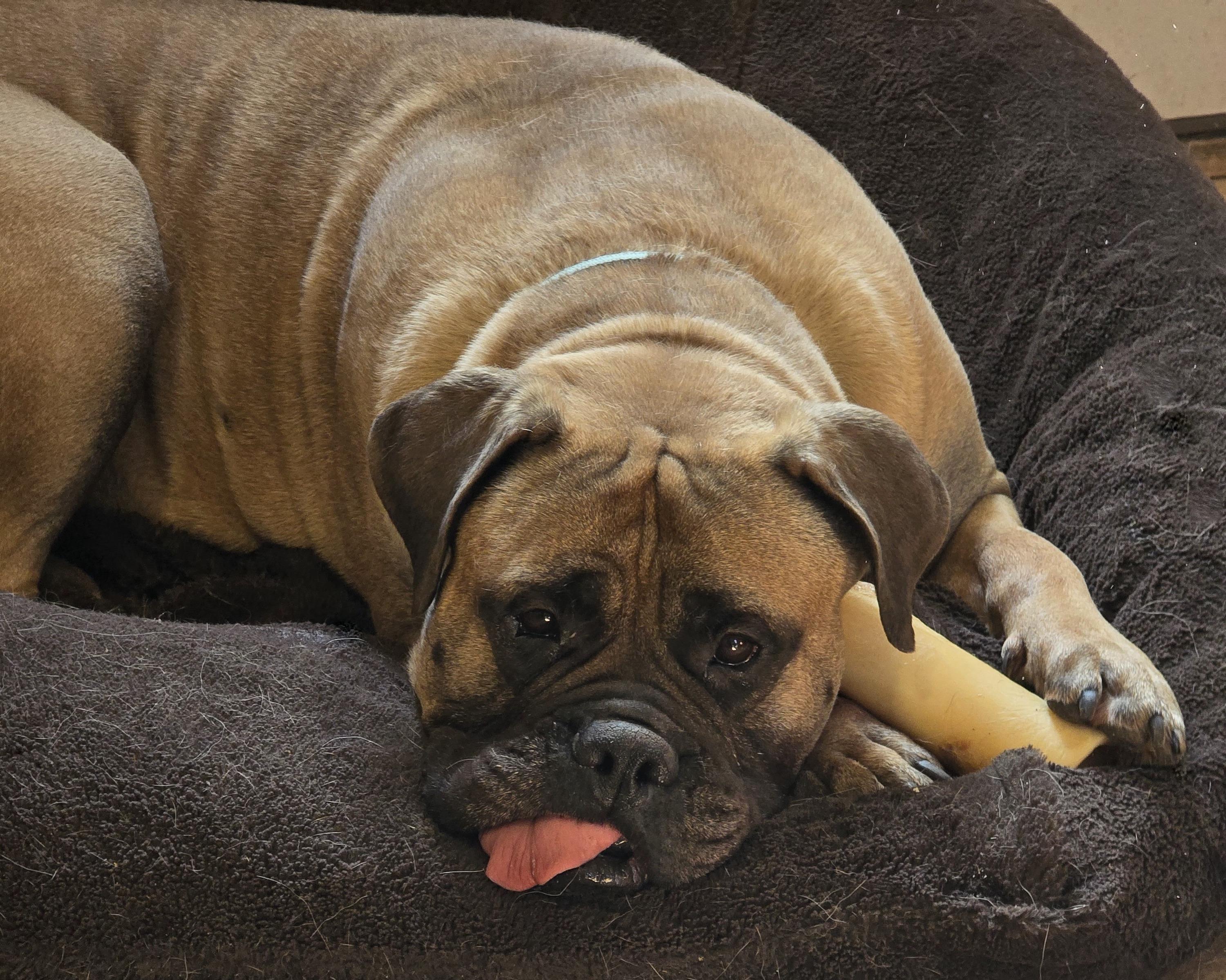 Miss Daisy, Adopted, Adult Female Bullmastiff.