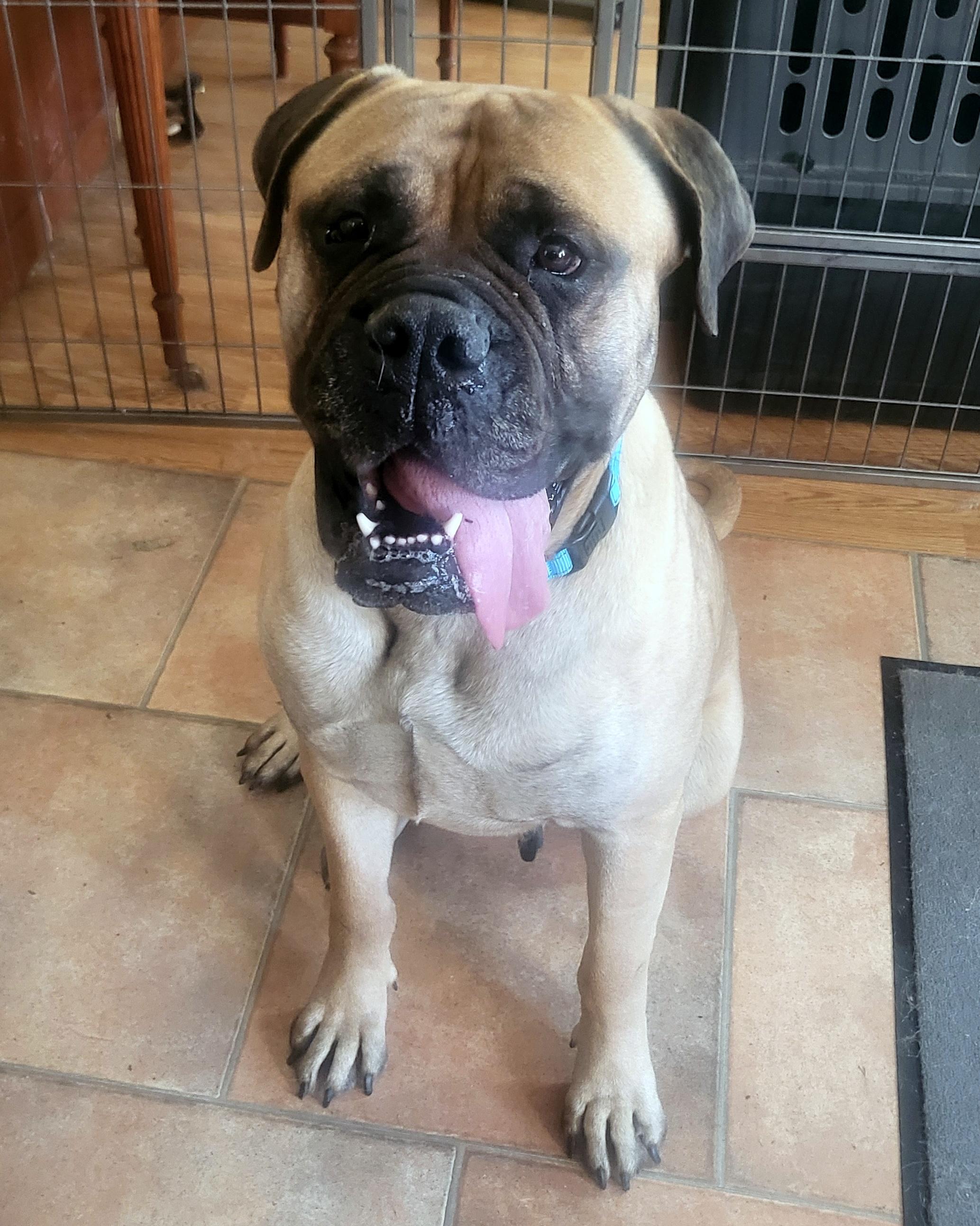 Miss Daisy, a Adopted Bullmastiff in Stoutsville, MO image 2/6
