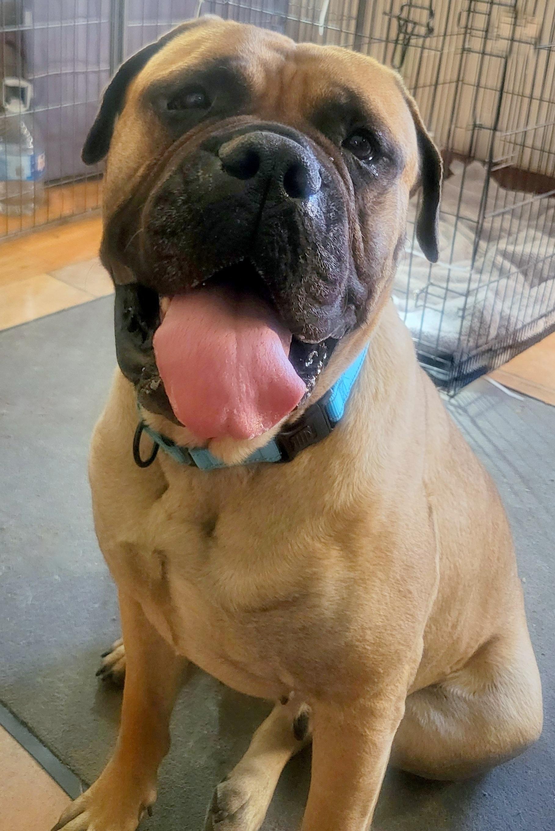 Miss Daisy, a Adopted Bullmastiff in Stoutsville, MO image 3/6