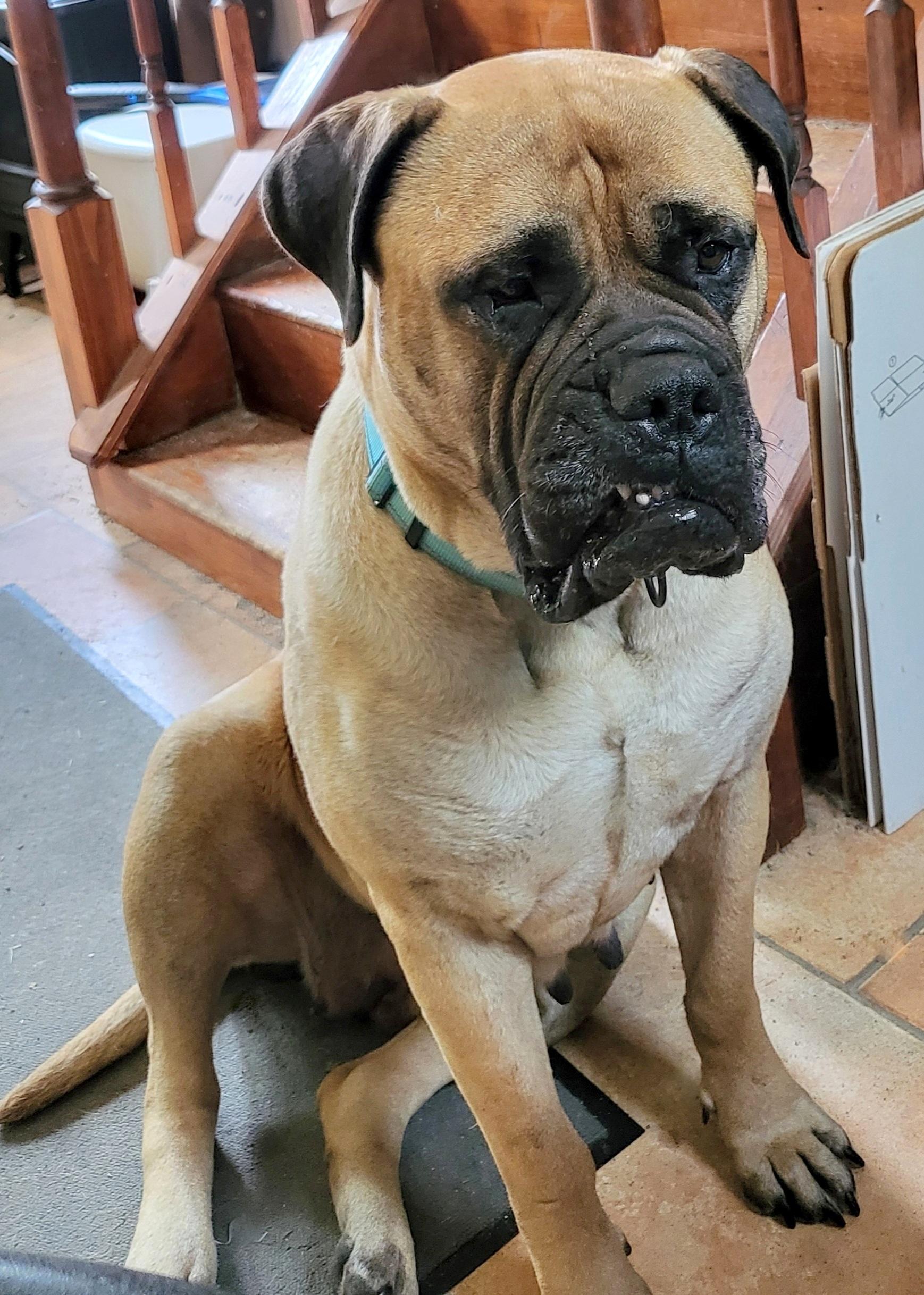 Miss Daisy, a Adopted Bullmastiff in Stoutsville, MO image 4/6
