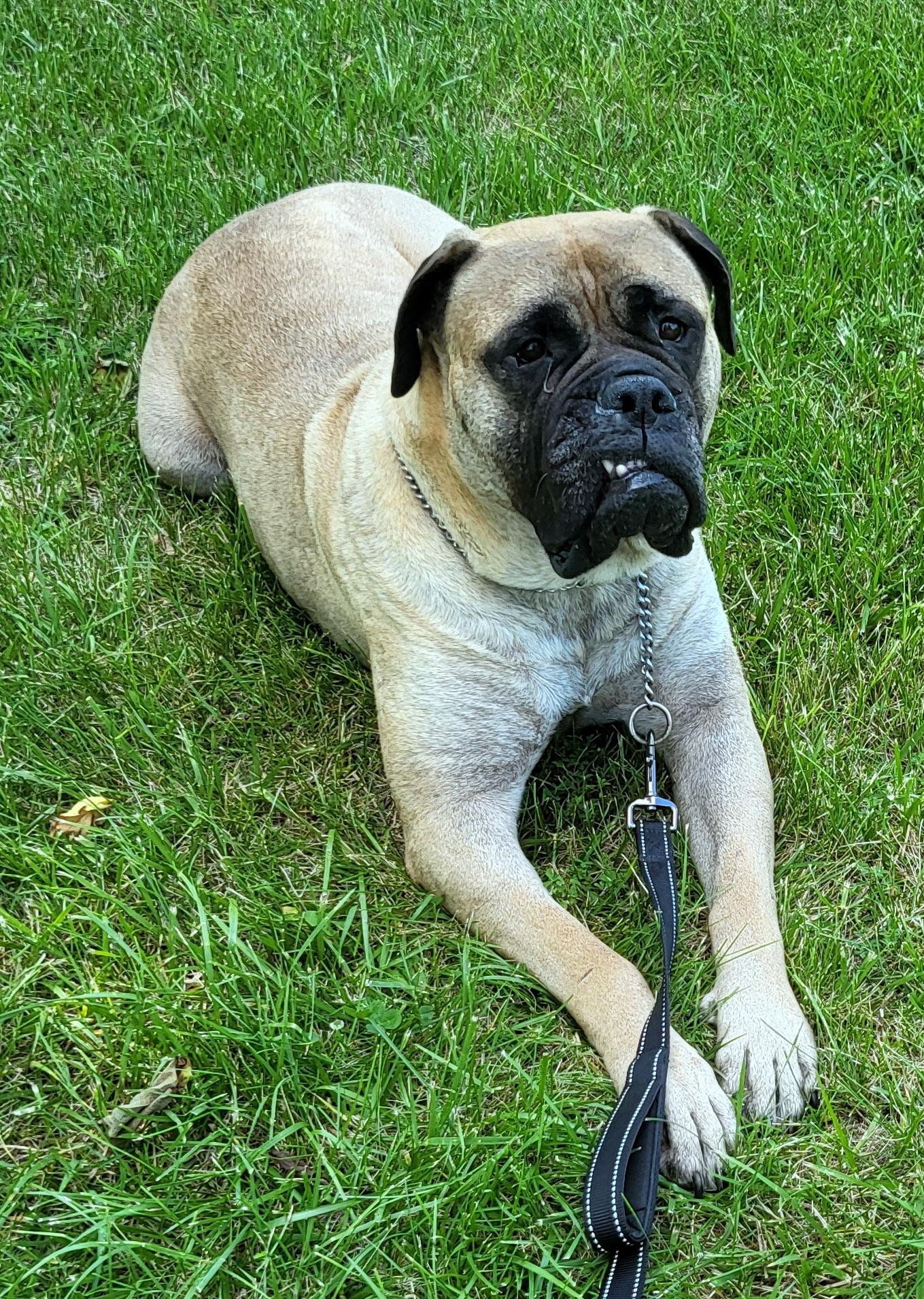 Miss Daisy, a Adopted Bullmastiff in Stoutsville, MO image 5/6