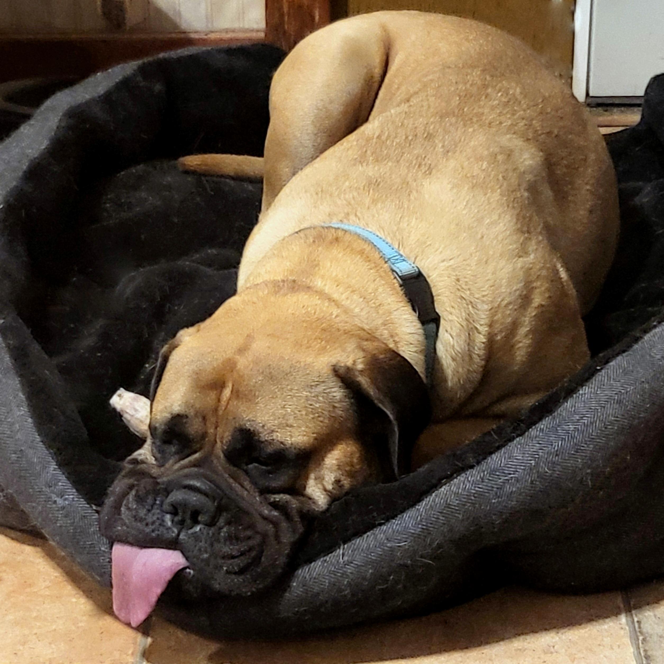 Miss Daisy, a Adopted Bullmastiff in Stoutsville, MO image 6/6