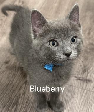 Enlarge Blueberry W, an adopted Domestic Short Hair in Fair Oaks, CA image 1/3