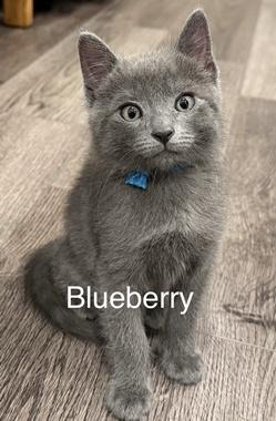 Enlarge Blueberry W, an adopted Domestic Short Hair in Fair Oaks, CA image 2/3